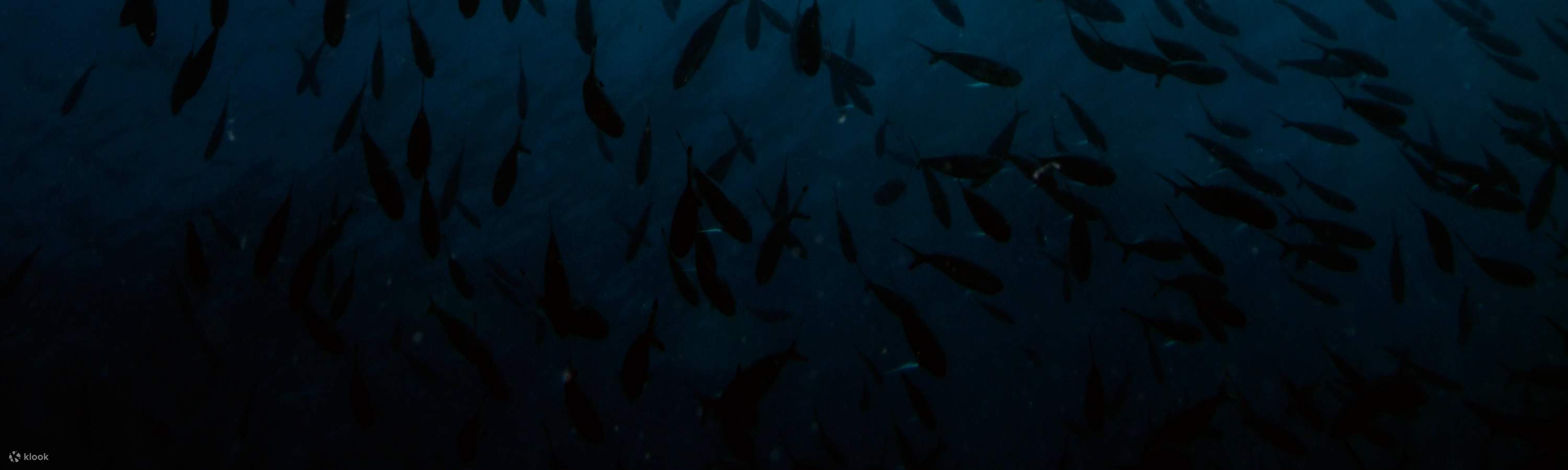 Cattura l'emozione di una gita di un'intera giornata nel parco Tunku Abdul Rahman, dove ogni momento è pieno di esplorazione e meraviglia.