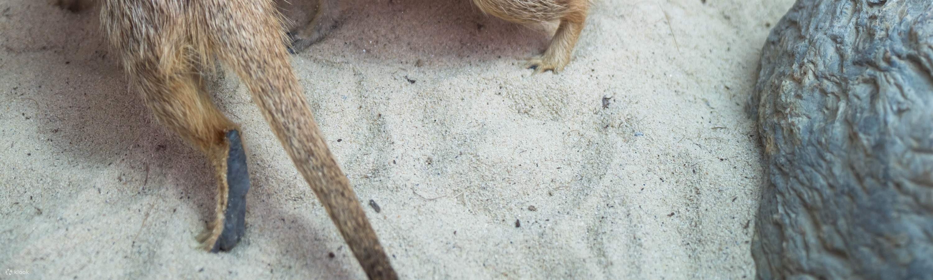 Театр «Звездный лес мечты»