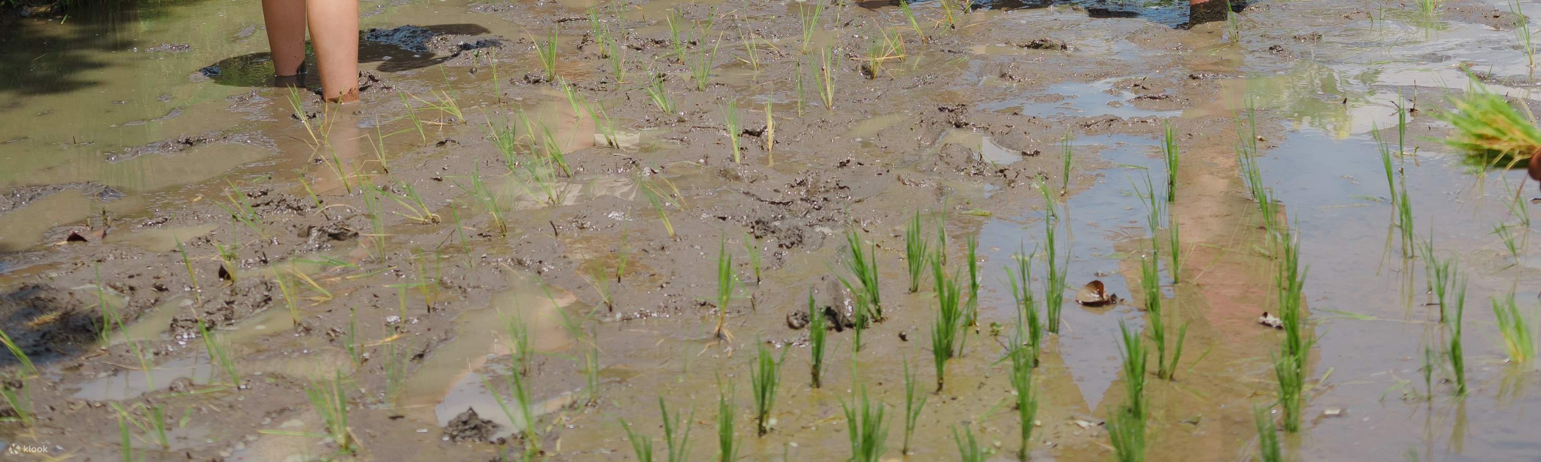 Viaggio di guarigione balinese, corso di cucina, ciclismo o esperienza di vita balinese al Bali Rural Commune