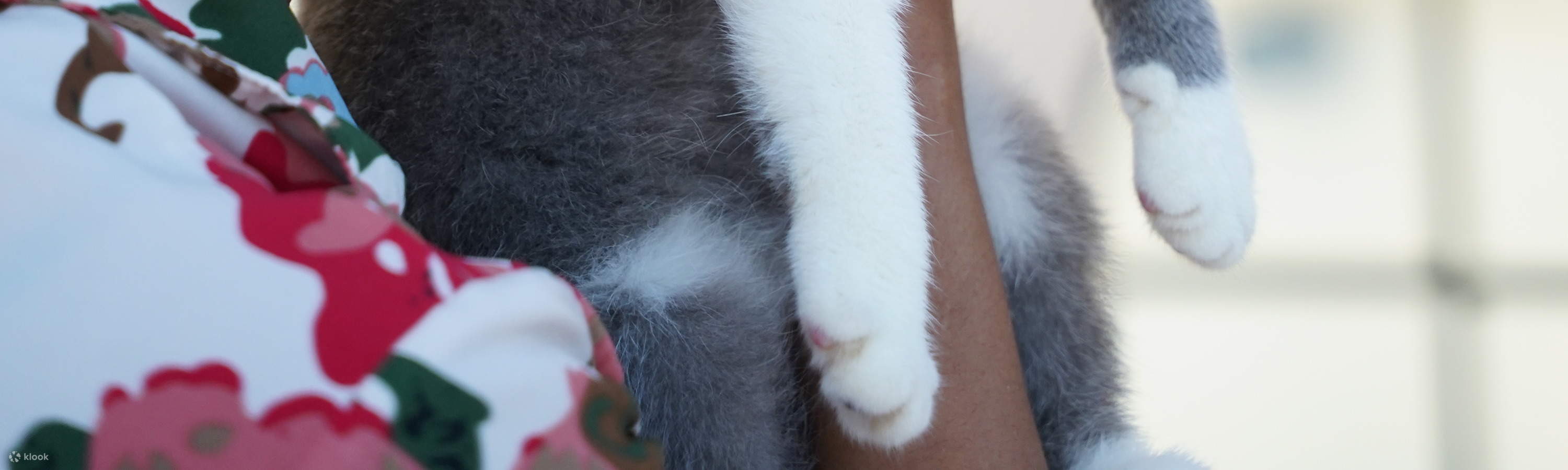 Katzenkaffee Pet Nirvana Bali