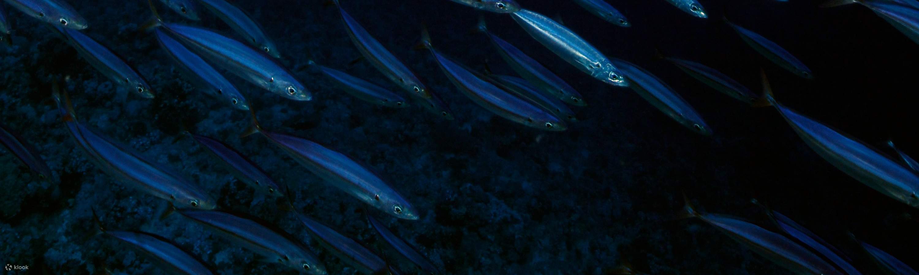 センポルナでのオープンウォーターコースでは、教室での学習から広大な海での実践まで、忘れられないダイビングアドベンチャーに必要なスキルと自信を身につけることができます。