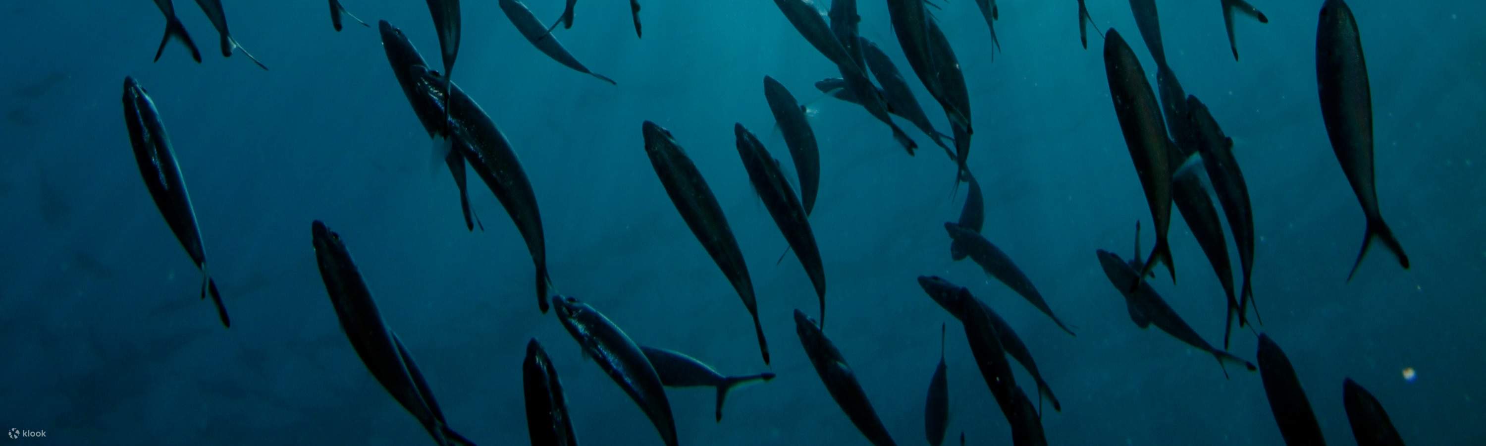 参加我们的水肺潜水复习课程，捕捉潜水员重返，重新发现停泊岛海洋王国的魔力时的兴奋之情。