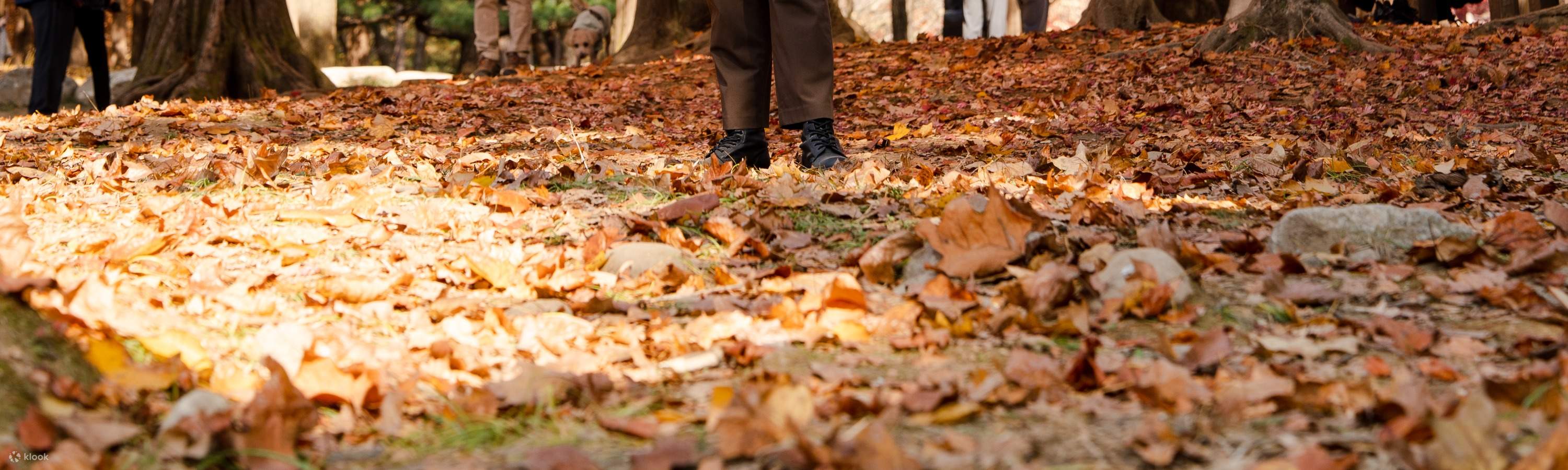 ต้นเมเปิล