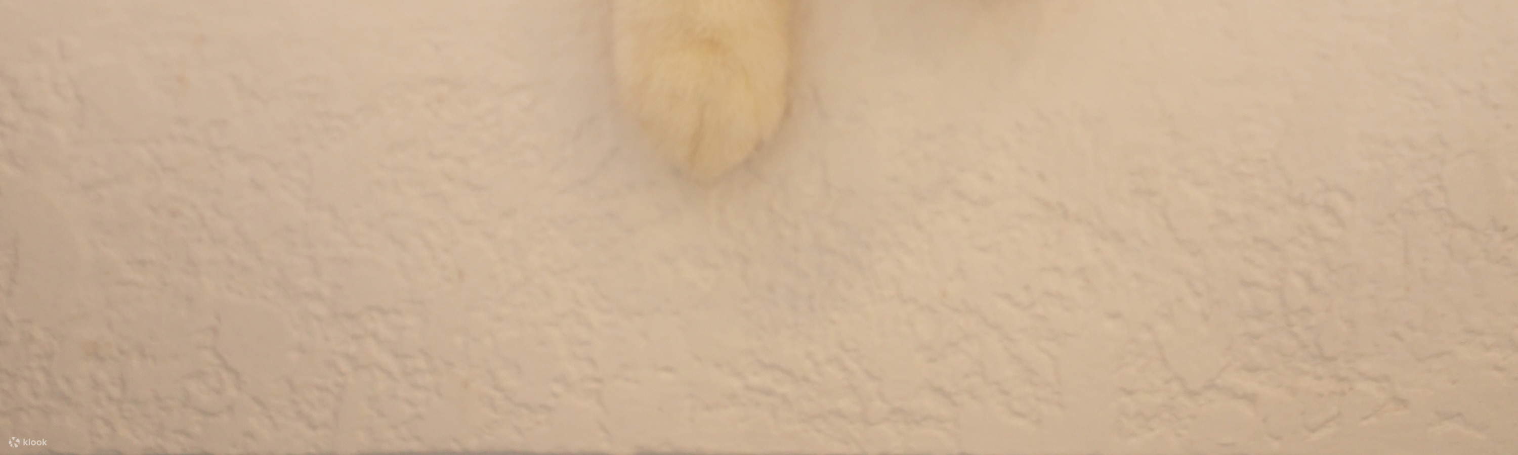 Katzen Café Pet Nirvana