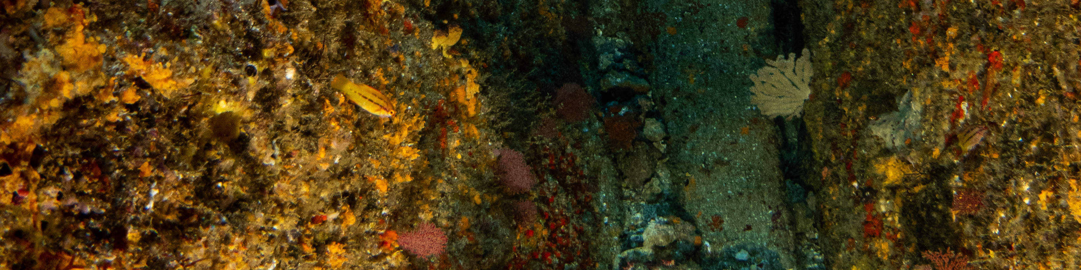 매크로 러버 다이브 패키지