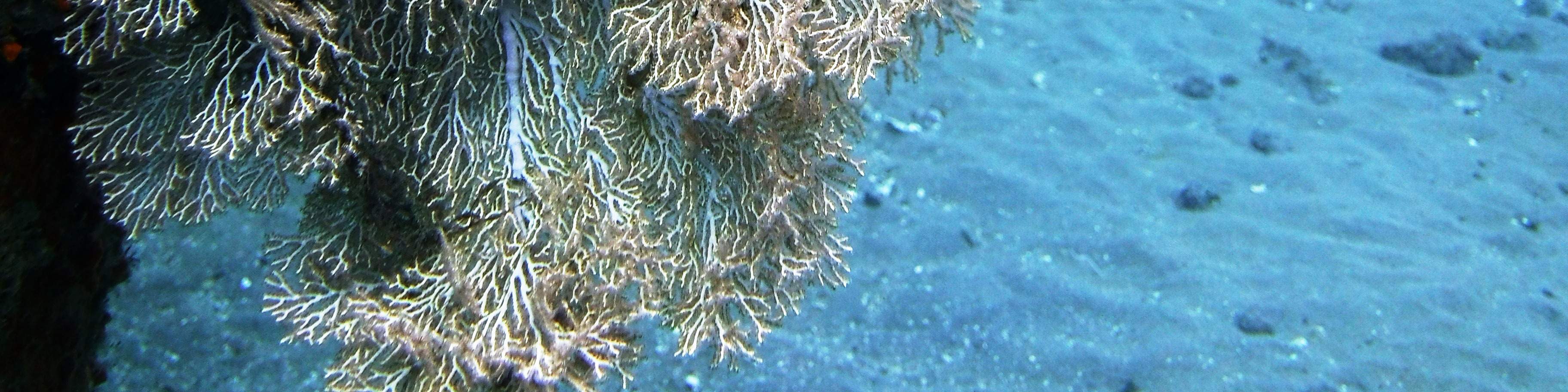 トランベン沈船での2回のダイビング