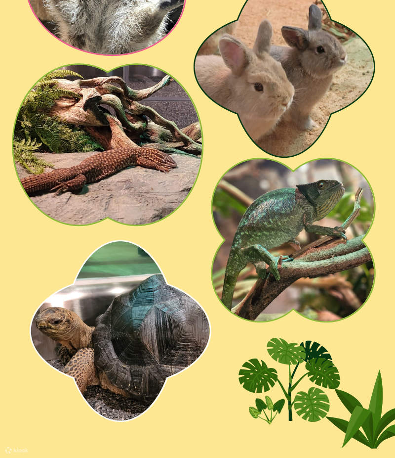 Tiket SeenB Indoor Animal with Aqua Garden (Berang-berang, dll.)