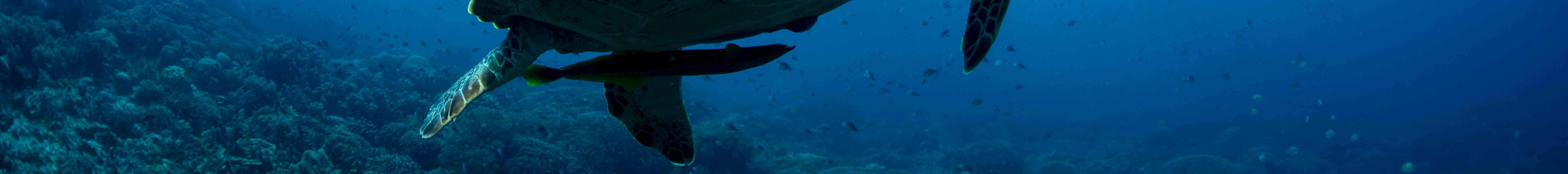 PADI Discover Scuba Diving