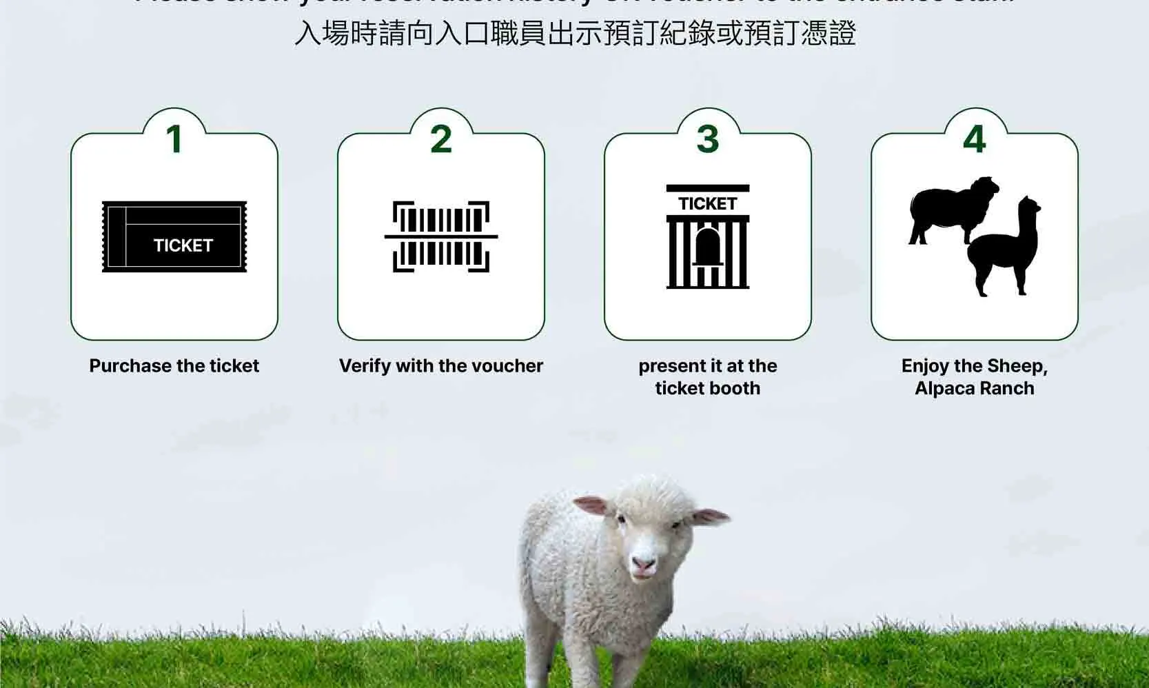 绵羊牧场 Tikcet（羊驼、绵羊、兔子） 京畿道加平
