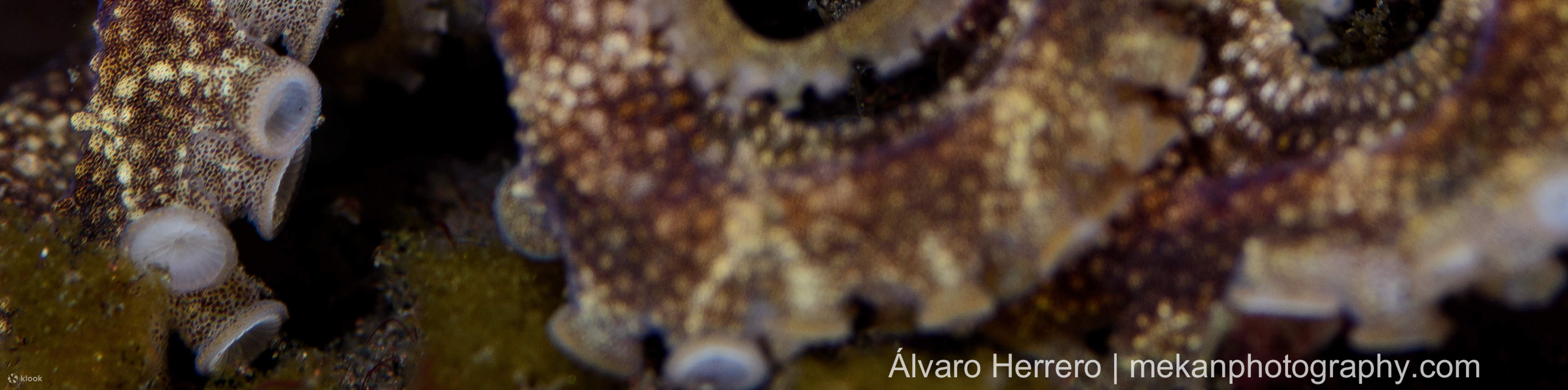 PADI Open Water Diver