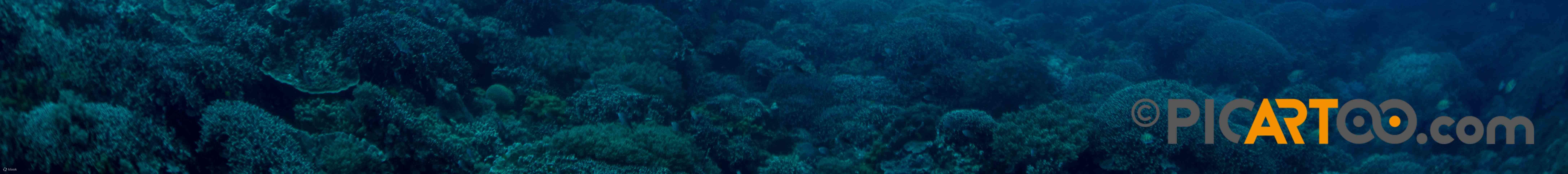 หลักสูตรดำน้ำลึกจากสถาบัน PADI