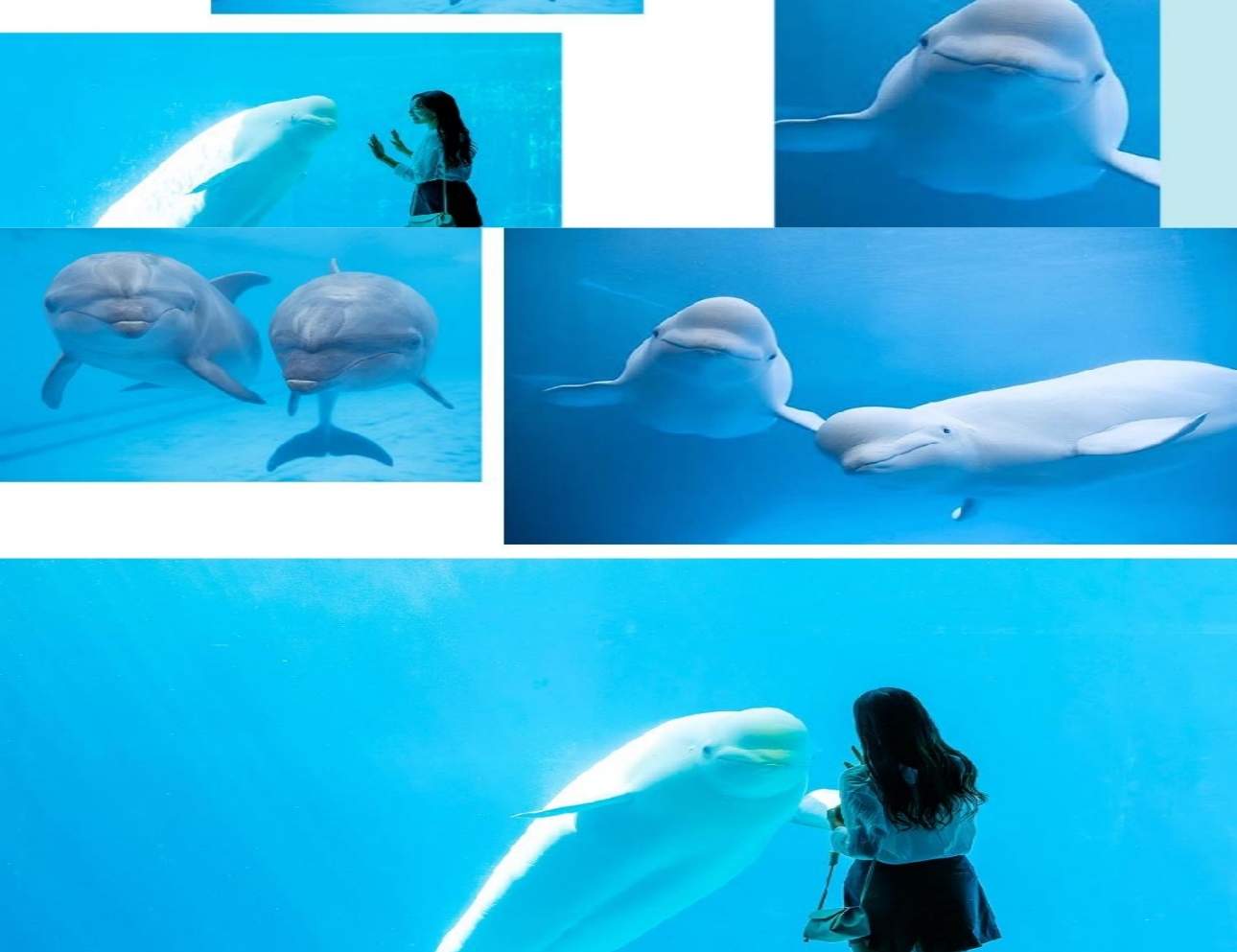 경남 거제 씨월드 입장권