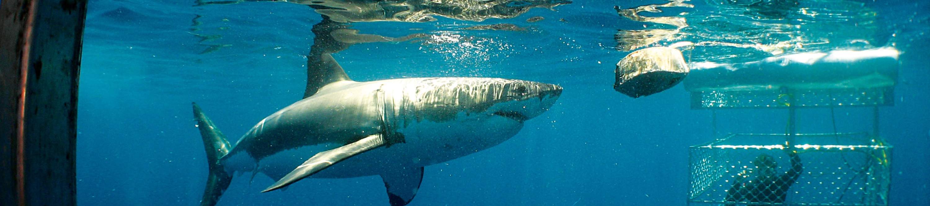 Aventura submarina de fin de semana en Port Lincoln