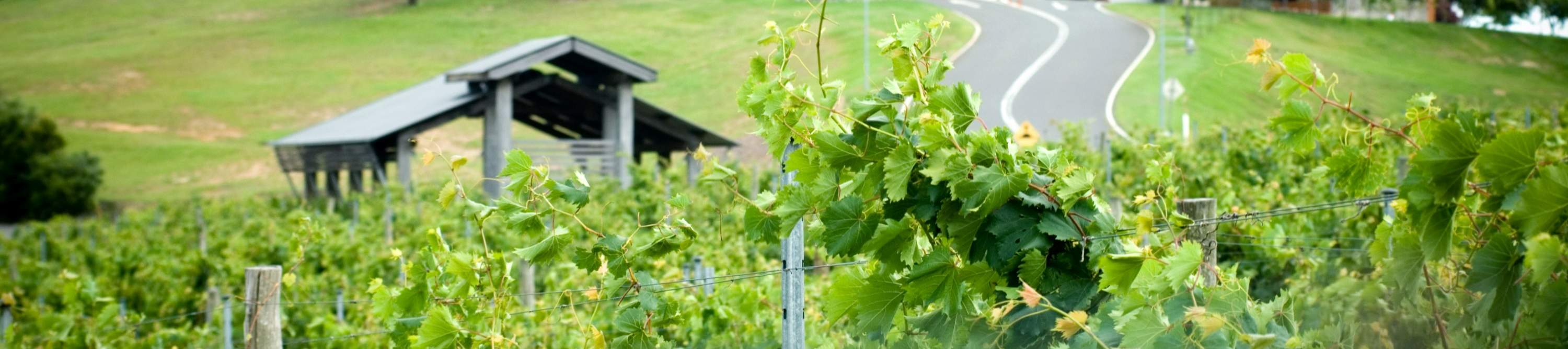 Прогуляйтесь среди пышных виноградных лоз во время тура по винодельне Sirromet Winery