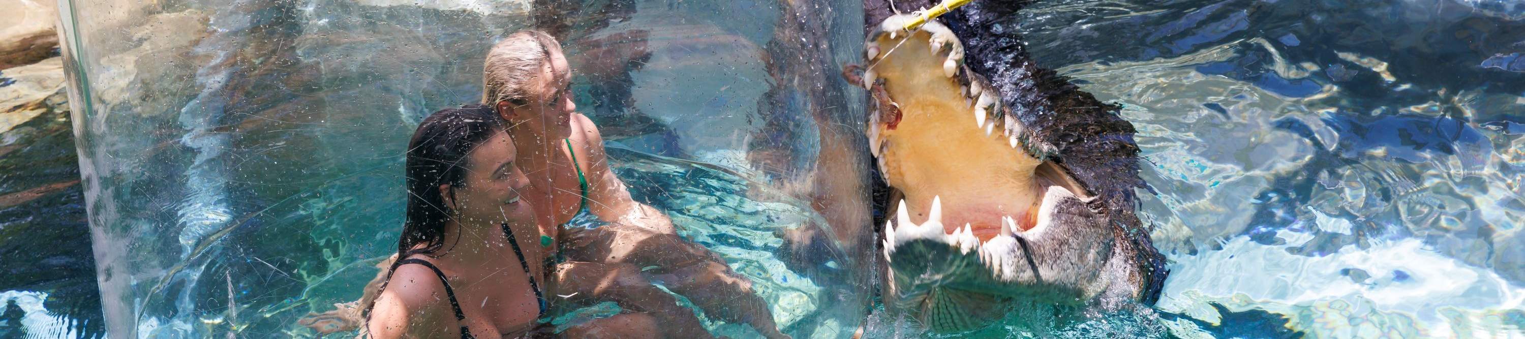 กิจกรรมดำน้ำกับจระเข้