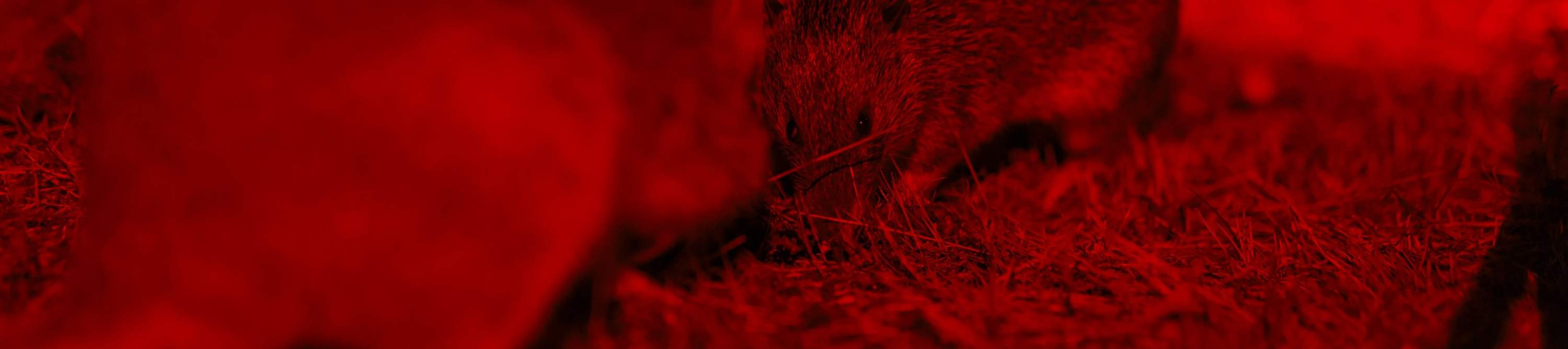 龍柏無尾熊動物園入場門票