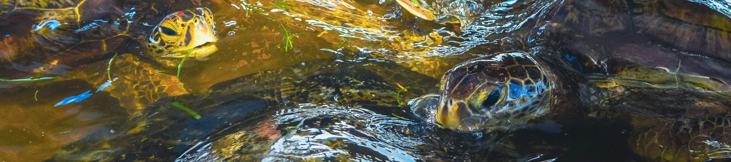 龜島 & 玻璃底船 & 紅樹林巡航之旅（JTB Indonesia提供）
