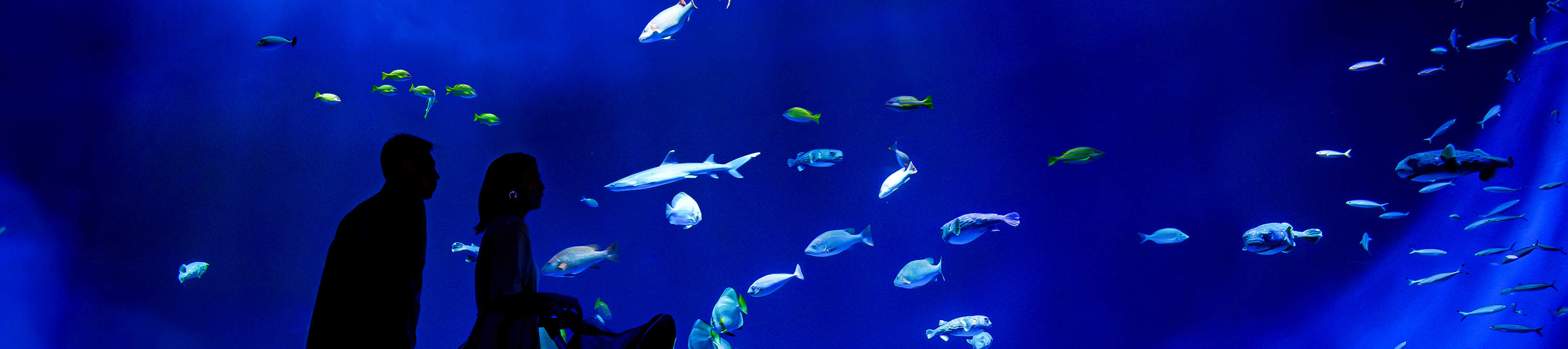 Biglietto per il DMM Kariyushi Aquarium a Okinawa