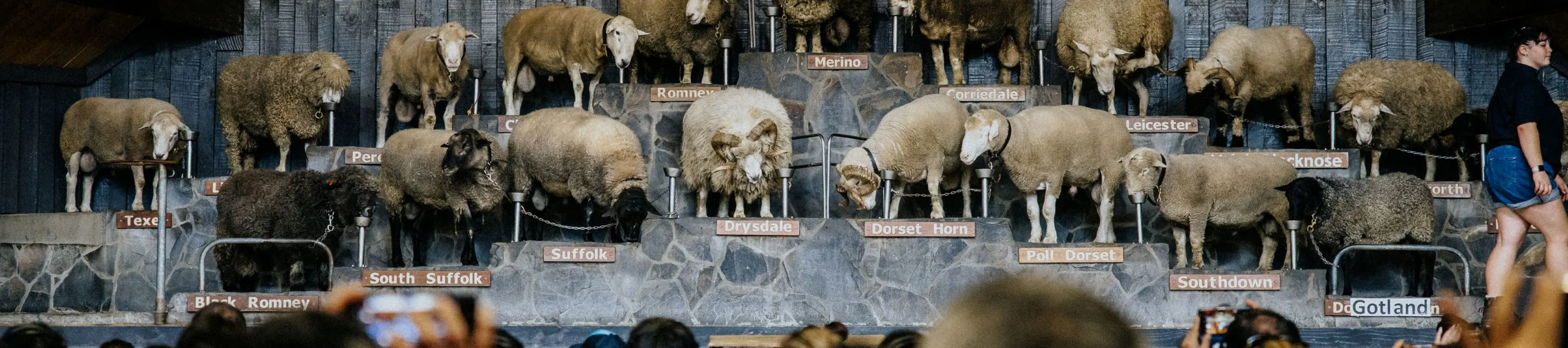 罗托鲁瓦 Agrodome 农场秀及旅游门票