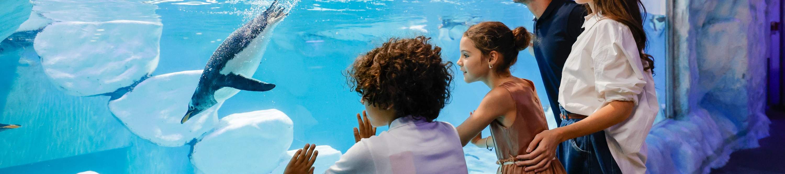 Dubai Aquarium Ticket