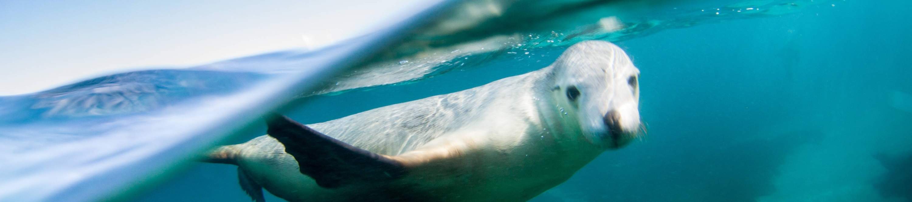 Aventura submarina de fin de semana en Port Lincoln