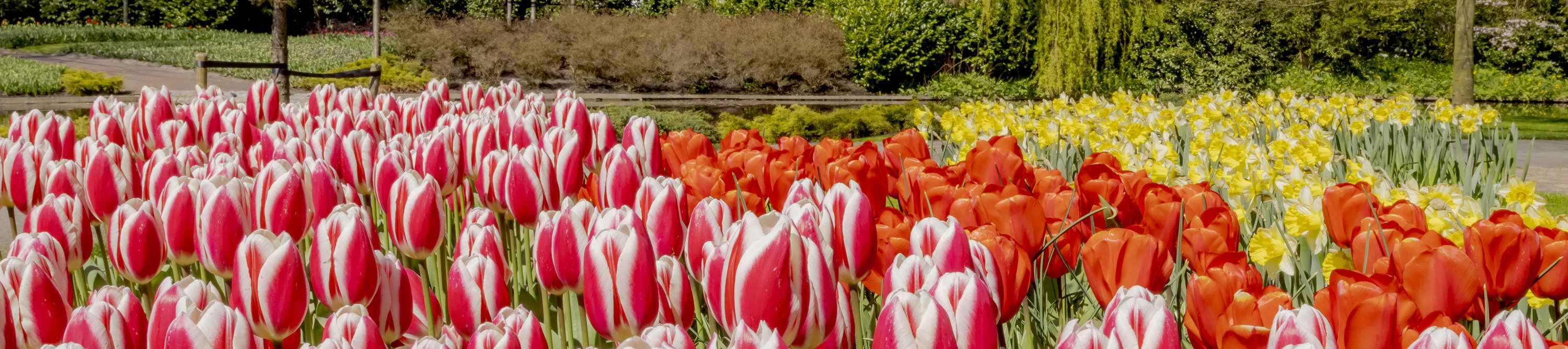 Keukenhof