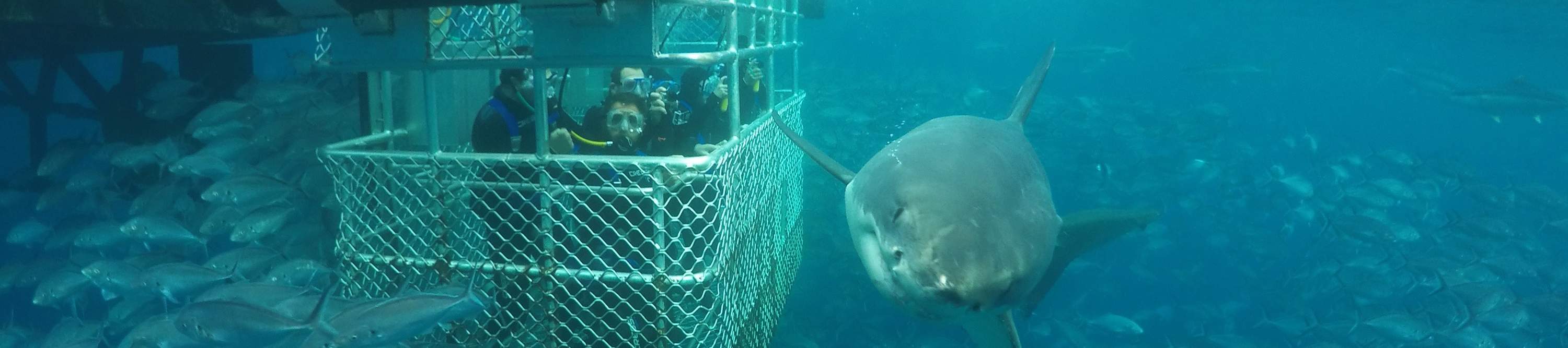 Aventure sous-marine du week-end à Port Lincoln