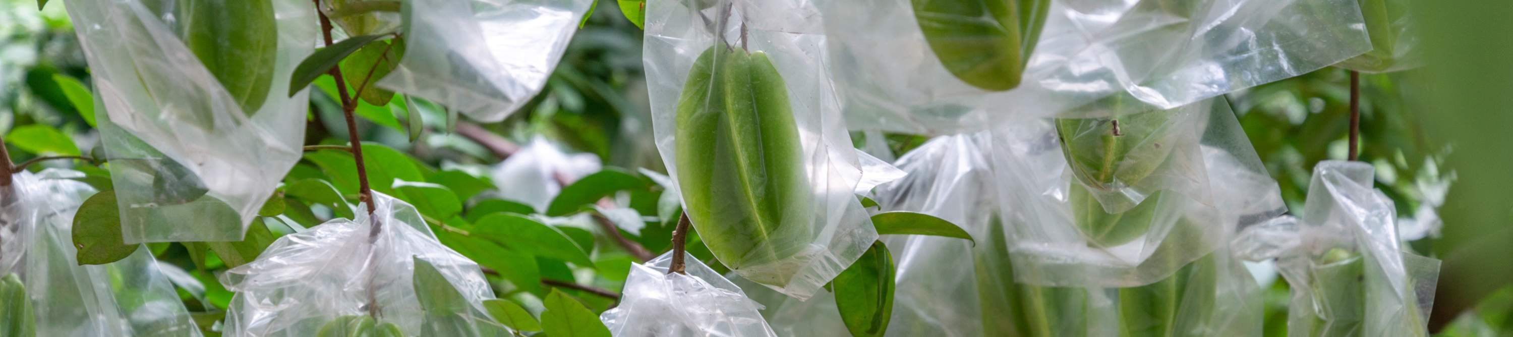 โรงแรมเซินเจิ้น ชิงชิง เวิลด์