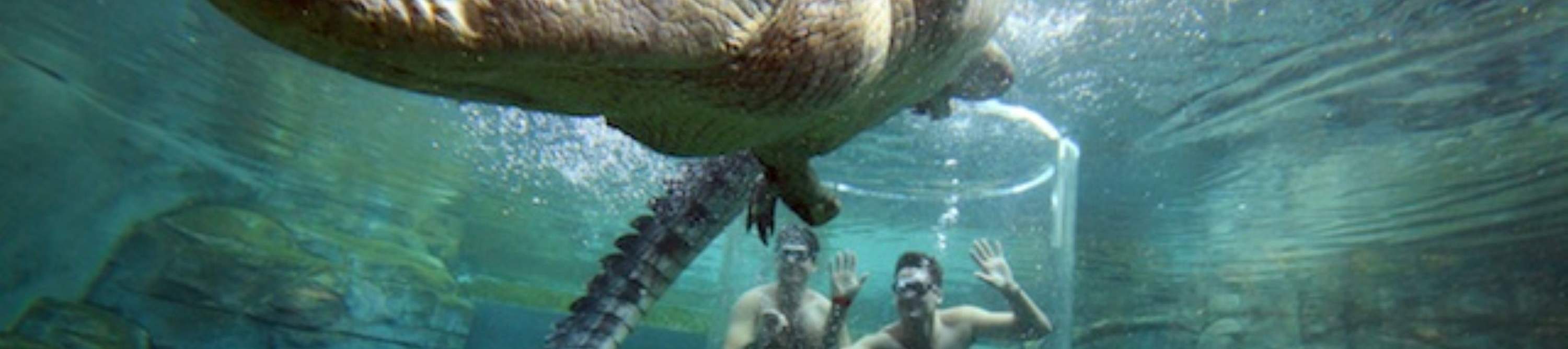 กิจกรรมดำน้ำกับจระเข้