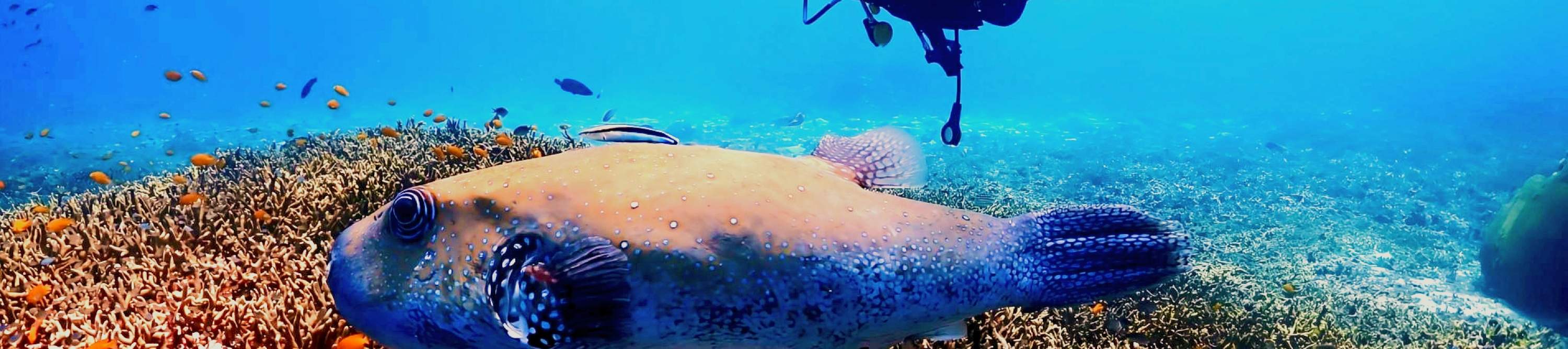 潜水员在拉查诺伊 (Racha Noi) 的鹿角珊瑚群中，与巨型河豚共游