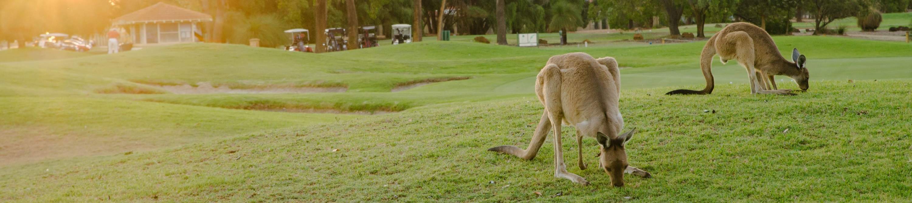 Safari de Canguros y Mini-Golf en Swan Valley