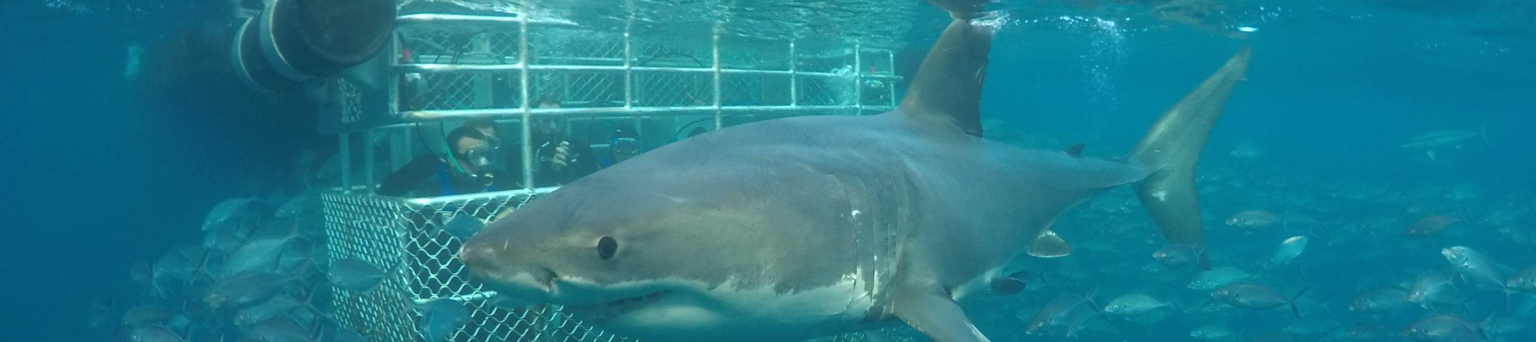 Aventura submarina de fin de semana en Port Lincoln