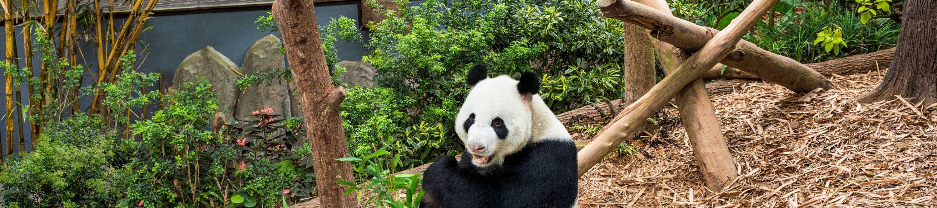 リバーワンダー