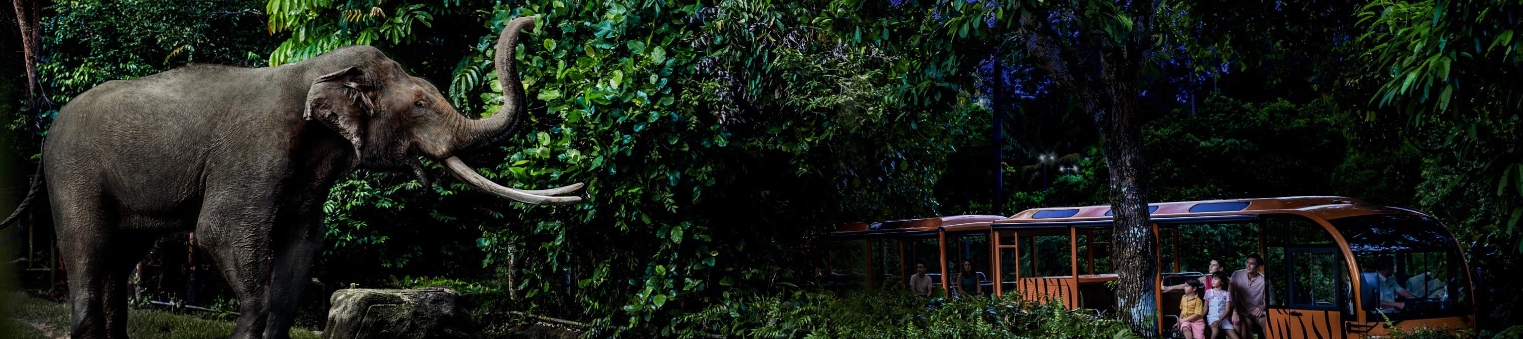 Night Safari Singapur Ticket mit Straßenbahnfahrt