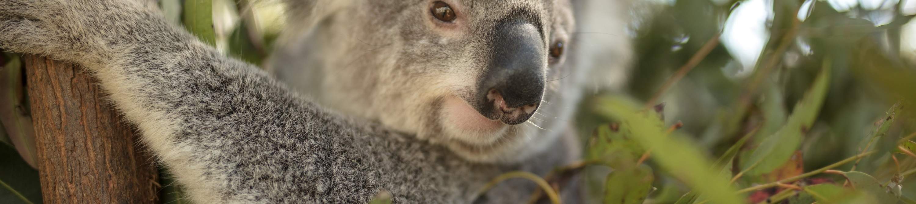 Откройте для себя коал вблизи во время неспешной прогулки по дикой природе, идеально подходящей для любителей животных