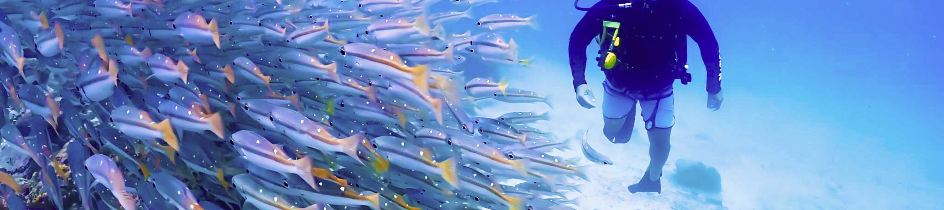 普吉岛潜水员 1 号在拉差亚岛与一大群鱼儿同游