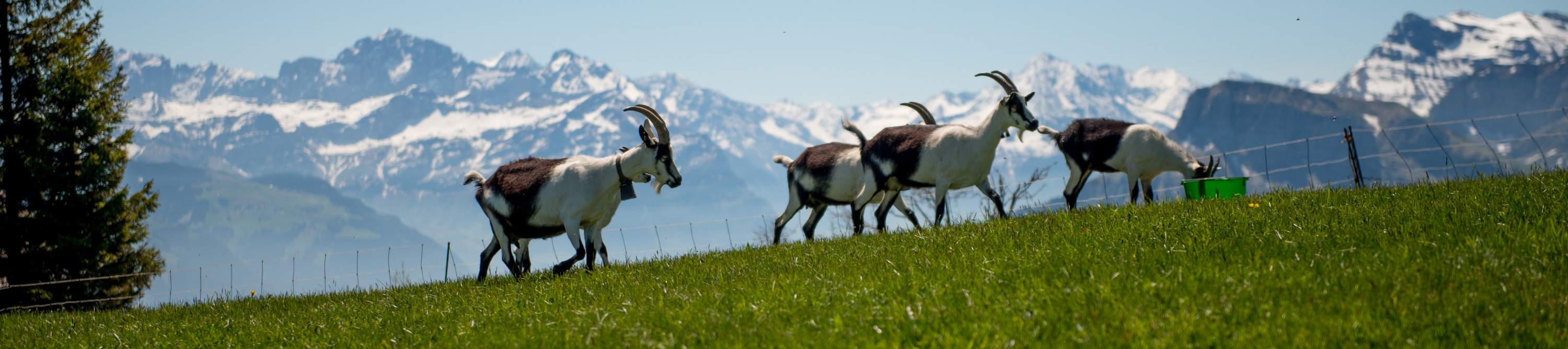 Monte Rigi - Biglietto Regina delle Montagne