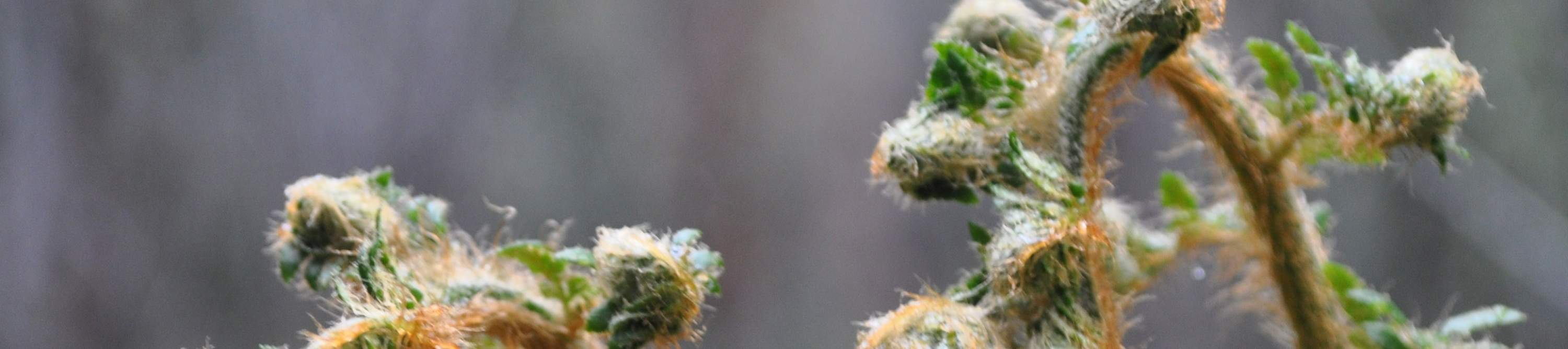 Jumeaux de fougères de Tarraleah