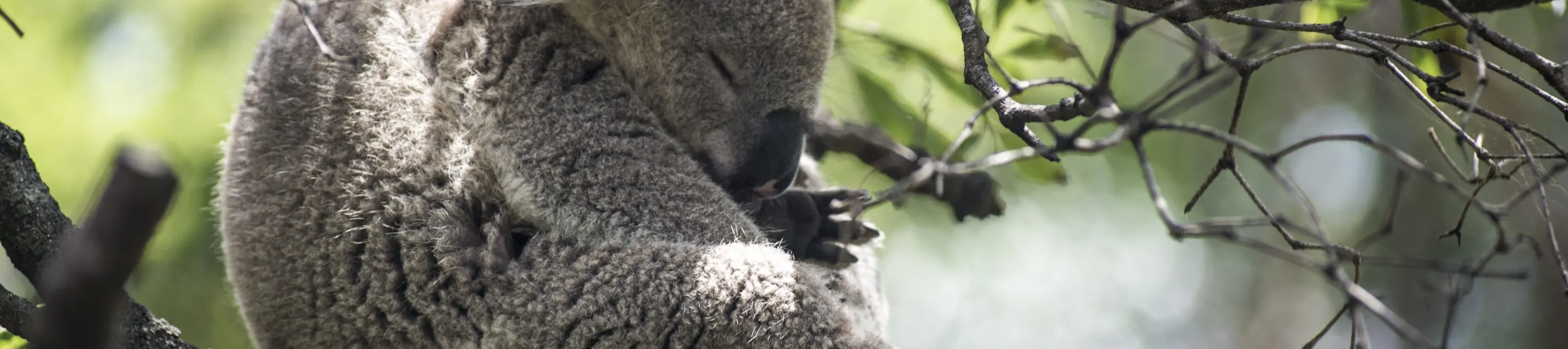 koala sleepig