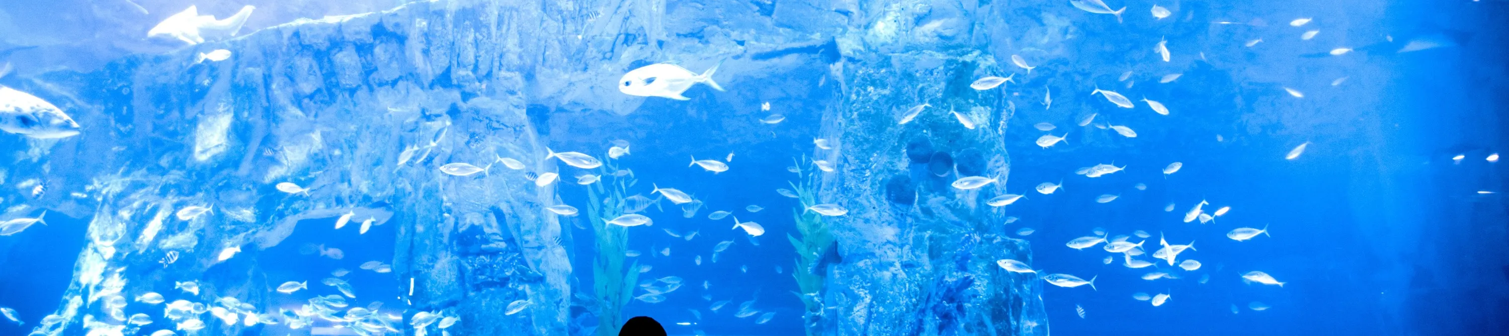 水族馆
