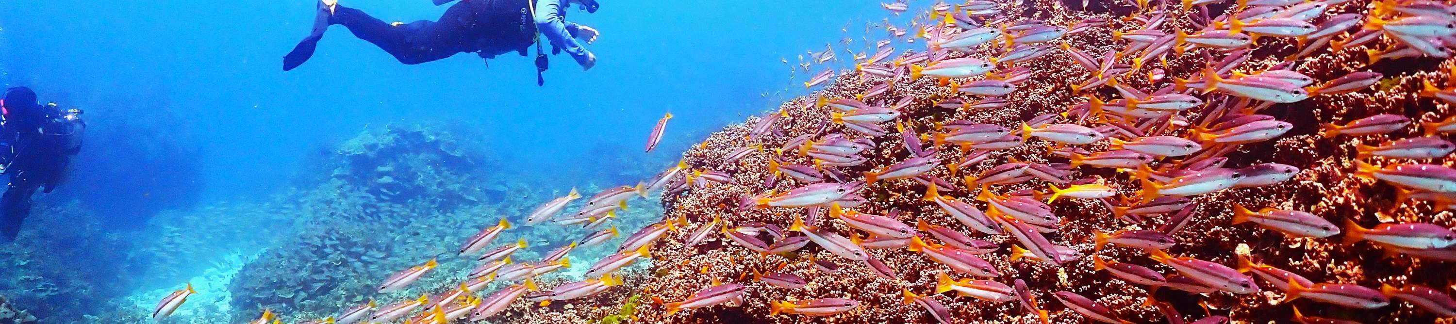 当您的团队知道该带您前往何处时，每一次潜水都将成为独一无二的体验！