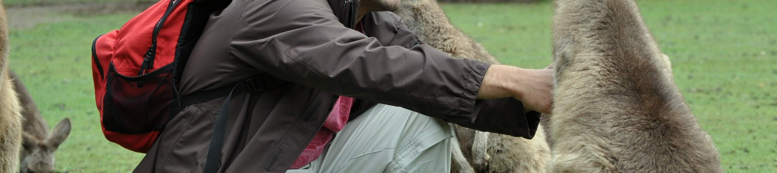 Face à face avec un kangourou