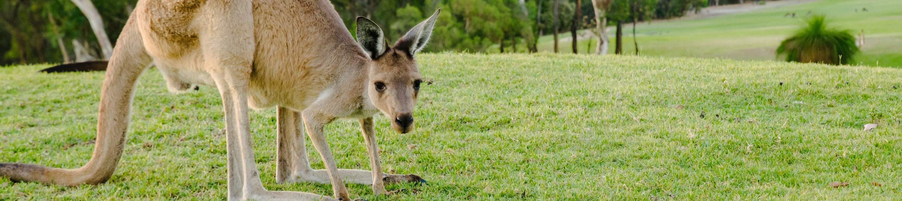 Safari de Canguros y Mini-Golf en Swan Valley