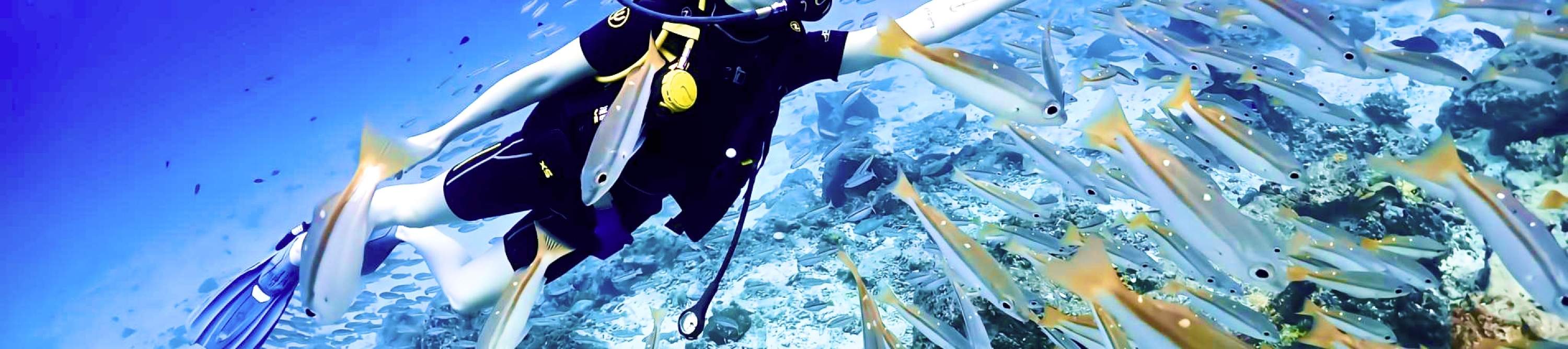 初学者潜水员在拉查诺岛与鱼群共游