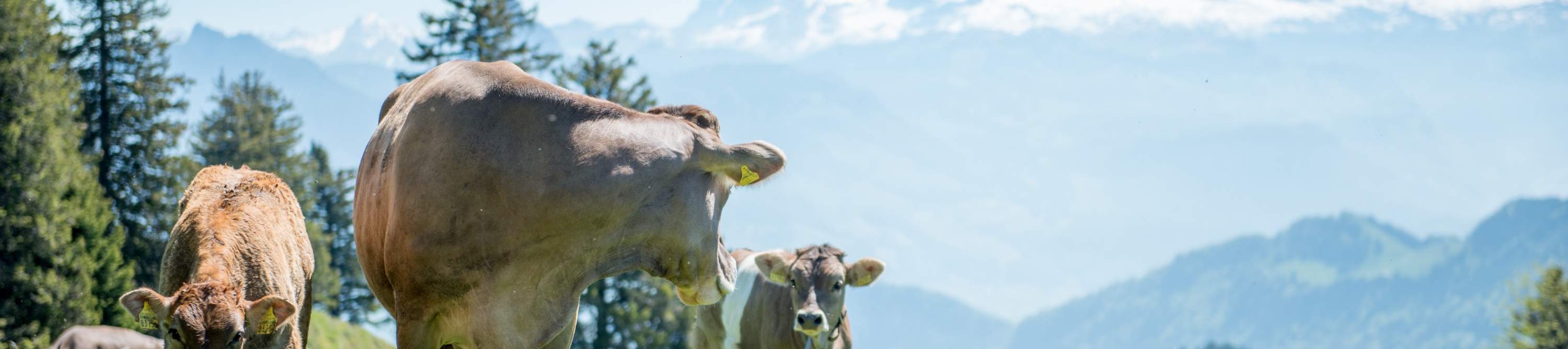 Monte Rigi - Biglietto Regina delle Montagne