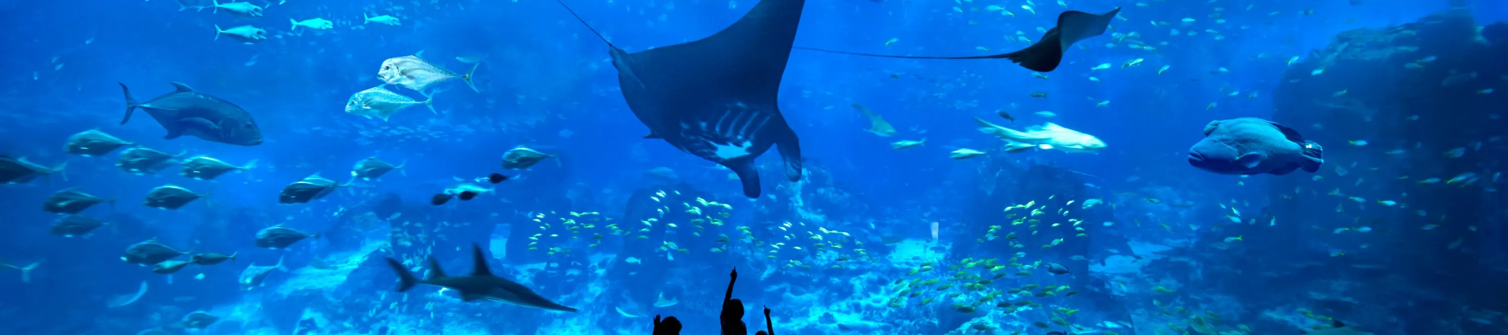 S.E.A. 海洋馆 水族馆