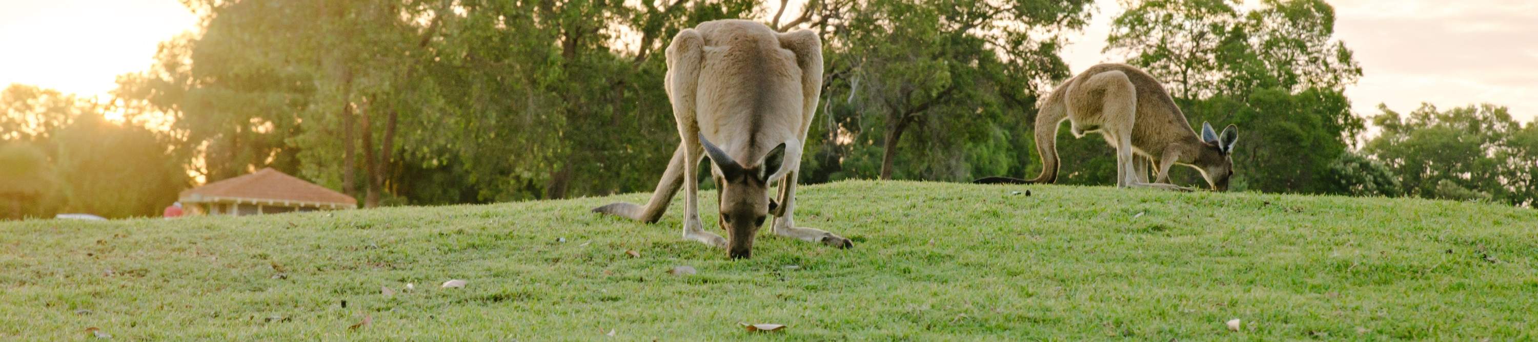 Kangaroo Safari & Minigolf im Swan Valley