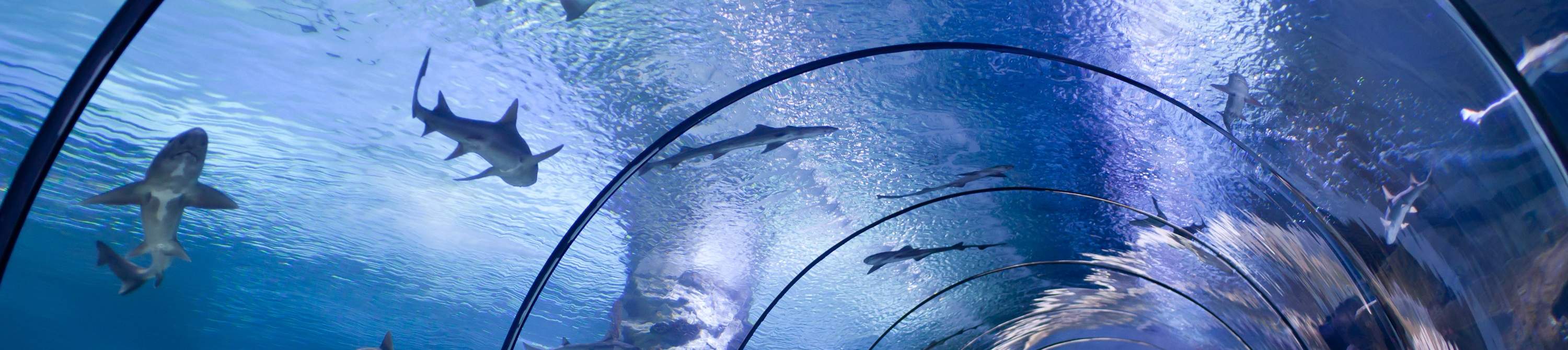 Billet d'entrée pour l'aquarium d'Antalya et le musée de cire