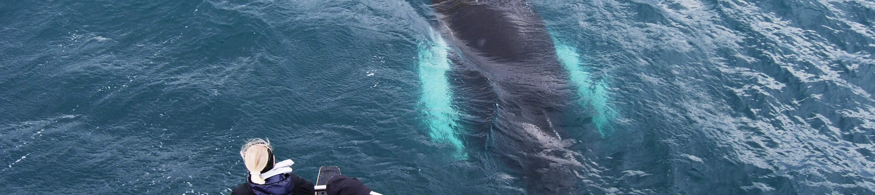 vista ravvicinata di balena