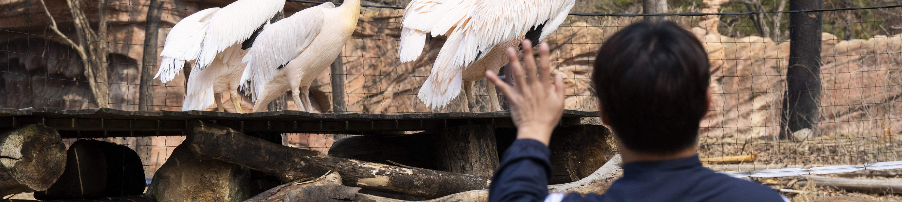 龍仁愛寶樂園Everland門票